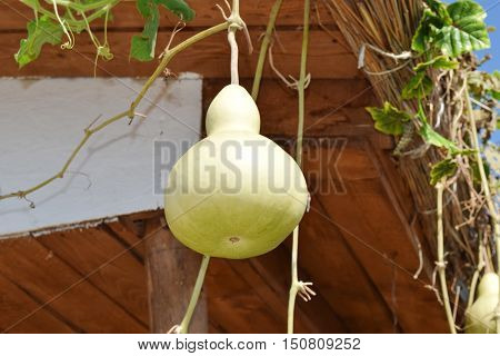 The Fruits Of Bottle Gourd. Growing Tropical Pumpkin