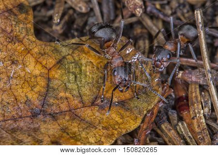 Ants on anthill/ANT/Red ant in forest/Protect house.