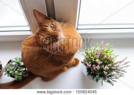 Purebred abyssinian cat sitting on the windowsill with heather and succulents indoor