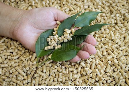 Wood pellets. Biofuels, an alternative biofuels from wood chips and green leaves in a female hand.