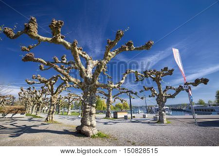 Trees and flowers along the embarkment in the Kreuzlingen city center near Konstanz city with the lake Constance and boats in the background Switzerland.