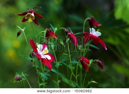 Aquilegia caerulea