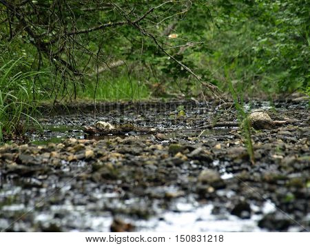 rapid shallow river with small rocks and trees