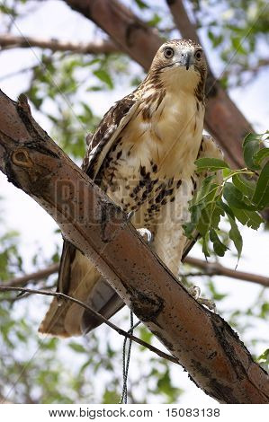 Red Tailed Hawk
