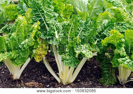 Silverbeet plants in a garden with brown soil
