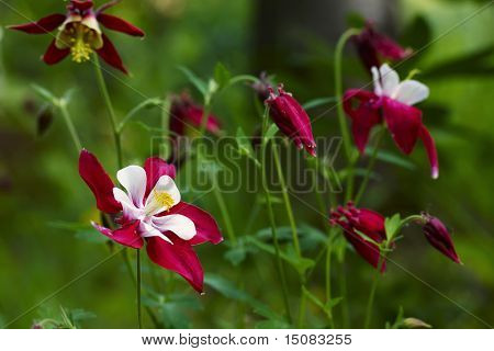 Aquilegia caerulea