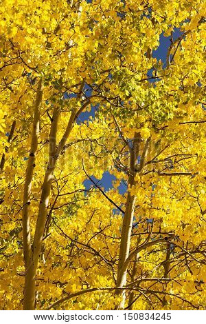 Brilliant Gold Quaking Apsen in a Colorado autumn