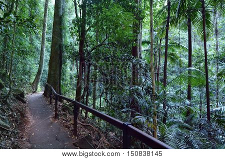 Springbrook National Park - Queensland Australia