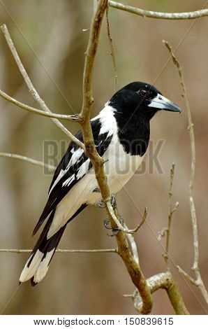 Pied Butcherbird Male