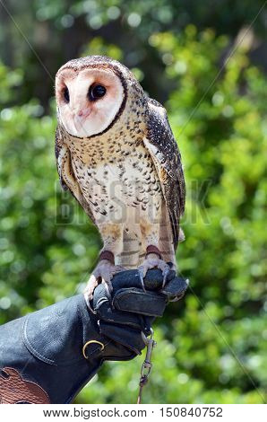 Australian Masked Owl