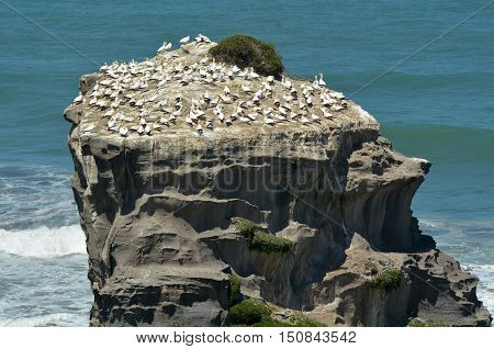 Muriwai Gannet Colony - New Zealand