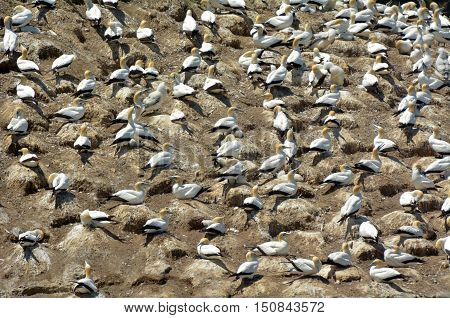 Muriwai Gannet Colony - New Zealand