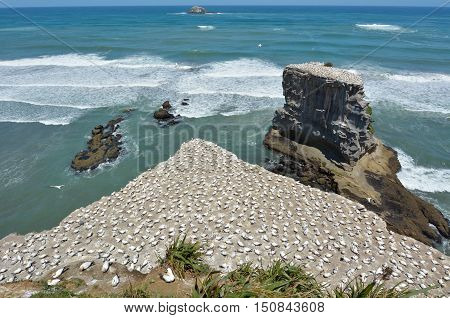 Muriwai Gannet Colony - New Zealand