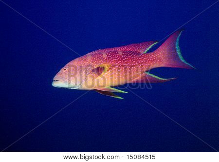 Mar vermelho Coral Garoupa