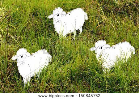 Three sheep in the meadow of New Zealand