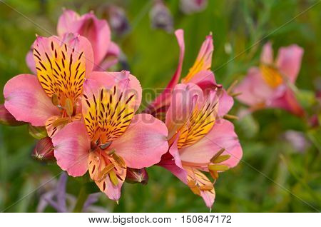 Snapdragon Antirrhinum Interior flower photo View Close-Up