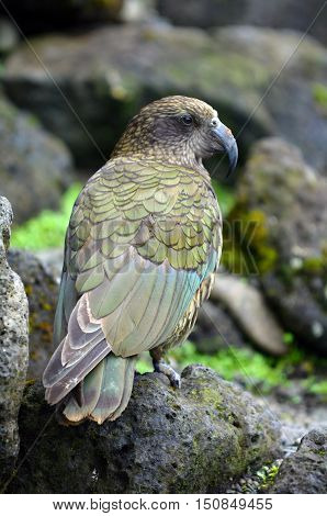 Kea Mountain Parrot Native To New Zealand