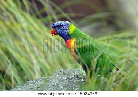 Rainbow Lorikeet