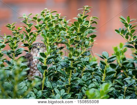 Immature Coopers Hawk hiding in the backyard bushes