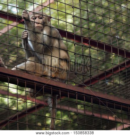 Monkey behind the bars sitting on the fence