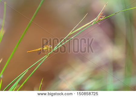 Beautiful orange dragonfly on a green grass close up.
