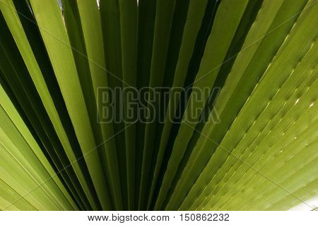 Ribbed leaf of Washingtonia filifera palm. Nature plant texture