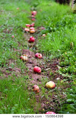 Fallen apples in an orchard. Mornig shot after the rain