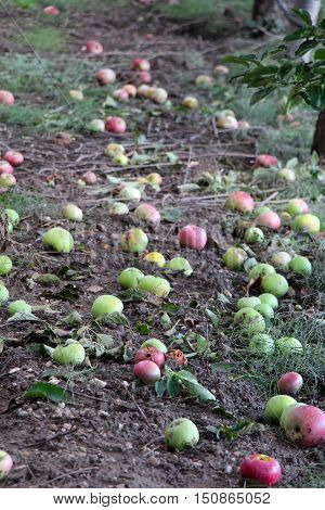 Fallen apples in an orchard. Mornig shot after the rain