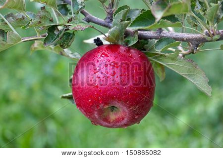 Apple Orchard ready for harvest. Mornig shot of an red apple after the rain