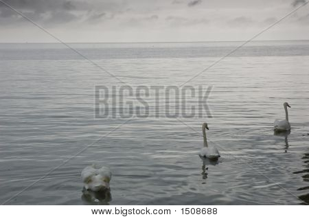 Swan