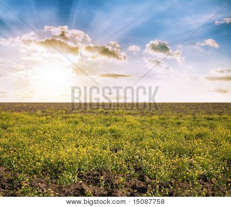 terriccio terra, al tramonto nei campi