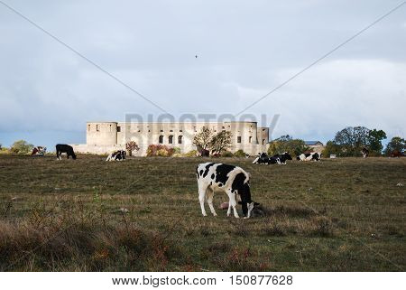 Borgholm castle ruin in Sweden in sunny spotlight and grazing cattle in front of the ruin