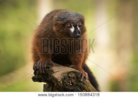 Front view portrait of adult male red-bellied lemur