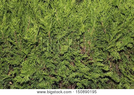 Green thuja tree branches close up details as background image. Green Hedge of Thuja Trees (cypress juniper). Bush thuja. Thuja green natural background. Hedge of thuja trees close up. Thuja texture. Green Hedge of Thuja Trees.