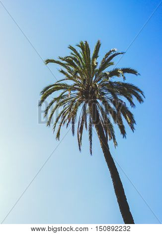 Palm Tree Tropical Vintage Sky Summer Photo Stock