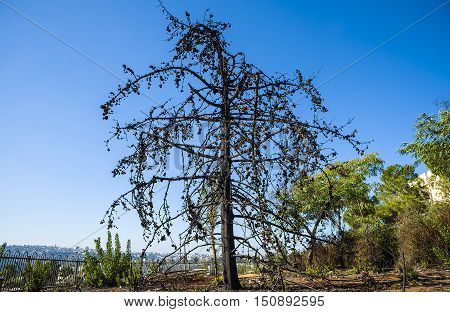 Land with trees after fire Burned forest charred trees after fire
