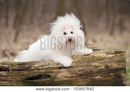 Portrait Of A Bichon Havanese Dog