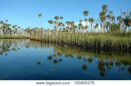 Picture of beautiful natural Florida, with costal water and mirror image of palm trees