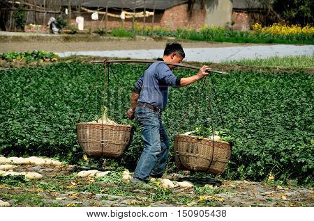 Pengzhou, China - March 14, 2014: Chinese farmer carrying two wicker baskets filled with freshly dug white Daikon radishes across a field on his Sichuan province farm.