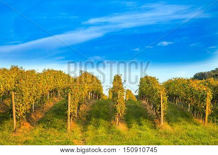 Vineyard in Daruvar region, Croatia, autumn landscape