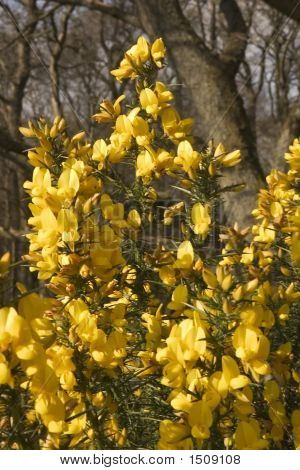 Yellow Gorse 