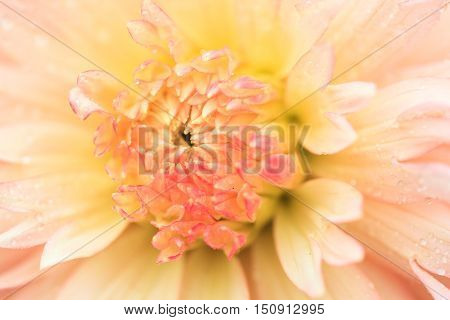Macro of a yellow dahlia - cultivar Hapet Champagne