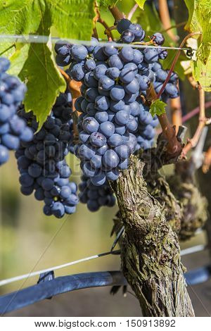 Sangiovese grapes in the Montalcino region of Tuscany Italy
