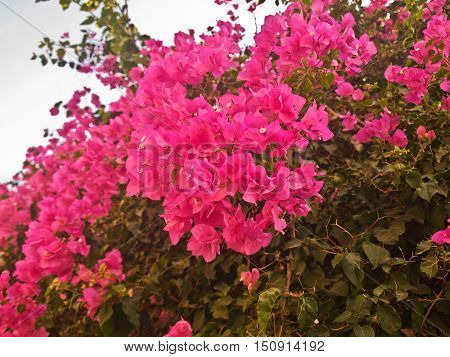 large bushes with red flowers growing in the yard