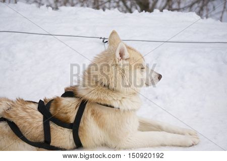 one dog Husky lays on snow alone ready for dogsled run