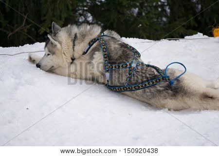 one dog Husky lays on snow alone ready for dogsled run