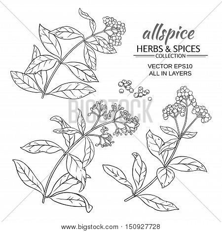 allspice plant vector set on white background