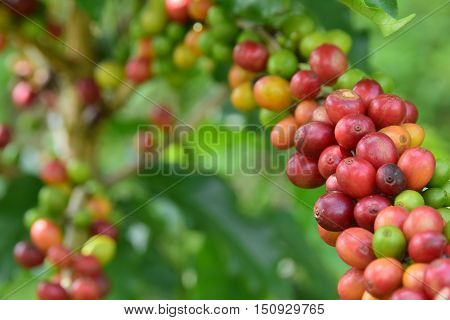 coffee cherry mix ripe red and unripe green on Coffea