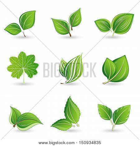 Set of green leaves. Element for design. Vector illustration.
