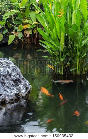 fancy carp fish swim in the water of the garden